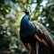 The peafowl\'s mesmerizing dance mesmerizes with a kaleidoscope of colors