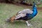 Peafowl in a safari park, England