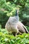 Peafowl. The term peacock is properly reserved for the male; the