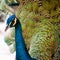 Peafowl Turquoise very Close Shot