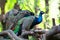 Peafowls perch on trunk