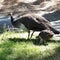 A peahen along side her peachick