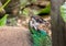 Peahen closeup