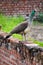 A Peahen looking at other peafowls