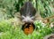 Peahen rearview with lacey feathers.