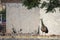 A Peahen roaming around