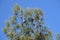 Peak of green pine with cones and needles branches close up before clear cloudless blue sky