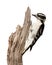 Peaking Woodpecker