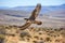 a peales falcon soaring above arid lands