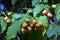 Peanut butter fruit or Bunchosia armeniaca