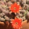 Peanut Cactus Blooms