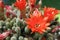 Peanut Cactus Red Flowers