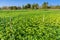 Peanut field, Groundnut field.