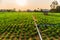 Peanut field, groundnut field on ground in vegetable garden.