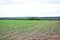 Peanut field. Peanut seedlings. Plantation with symmetric view