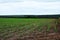 Peanut field. Peanut seedlings. Plantation with symmetric view