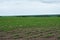 Peanut field. Peanut seedlings. Plantation with symmetric view