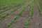 Peanut field. Peanut seedlings. Plantation with symmetric view