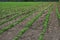 Peanut field. Peanut seedlings. Plantation with symmetric view