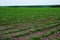 Peanut field. Peanut seedlings. Plantation with symmetric view