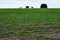 Peanut field. Peanut seedlings. Plantation with symmetric view