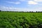 Peanut field under a blue sky. Grow, green