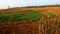 Peanut fields and corn fields, terraced soil structure