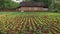 Peanut fields in the countryside, house background