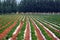 Peanut fields and poplar