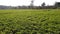 Peanut fields in the rice fields