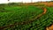 Peanut fields, terraced rice structure, sky background