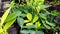 Peanut groundnut plants close up