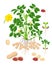 Peanut growth parts and stages - set of botanical vector illustrations in flat design isolated on white background.