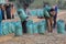 Peanut harvest in South Africa