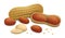 Peanut icon set, realistic style