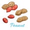 Peanut isolated sketch of fresh groundnut