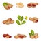 Peanut Kernel in Nutshell with Green Leaves Vector Set