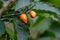 Peanut milk fruit, blooming all year round