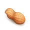 Peanut Nut In Shell Vitamin Natural Snack Vector