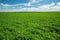 Peanut plantation field