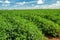 Peanut plantation field