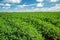 Peanut plantation field