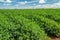 Peanut plantation field