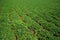 Peanut plantation field crop