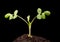 Peanut seedling