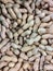 The peanut seeds, also called spagnolette, peanuts, bagigans, barbagigi, calacavisi, scacchetti, cecini, gallette, marchesini, sca