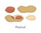 Peanut Vector Illustration in Flat Style Design