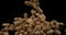 Peanuts, arachis hypogaea, Fruits falling against Black Background,