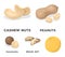 Peanuts, cashews, brazil nuts, macadamia.Different kinds of nuts set collection icons in cartoon style vector symbol