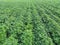 Peanuts farm, Organic Farm Land Crops In India multiple layers of mountains add to this organic and fertile farm land in India,